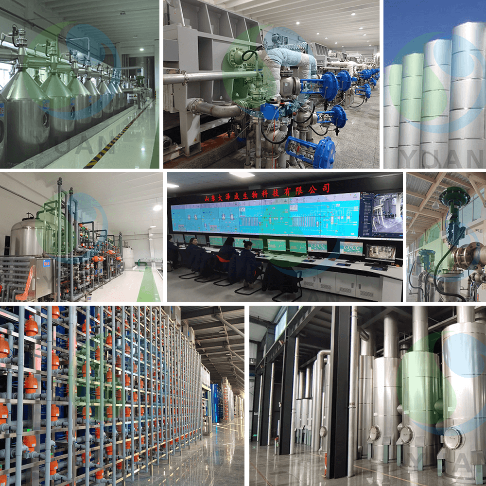 Projeto Glicose & Maltose & Rice Glicose